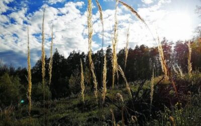 RANNÍ RITUÁL pro vědomý start dne